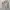 Dickies Vintage Casual Formal shirt Pria tan photo 2