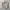 Dickies Vintage Casual Formal Shirt Pria Tan