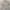 Dickies Vintage Casual Formal shirt Pria tan photo 1