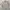 Dickies Vintage Casual Formal Shirt Pria Tan