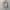 Dickies Vintage Casual Formal shirt Pria tan photo 2