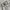 Dickies Vintage Casual Formal shirt Pria tan photo 4