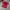Stussy Streetwear T-shirt Pria burgundy red photo 1
