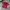 Stussy Streetwear T-shirt Pria Burgundy Red