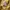 Uniqlo Luxury Casual Sweatshirt Pria yellow photo 4