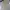 Dickies Streetwear Formal shirt Pria tan photo 5