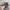 Realtree Vintage Y2K Hat Pria tan gray photo 3