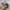 Realtree Streetwear Sportswear Hat Pria multicolor photo 4