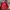 Superdry Casual Varsity jacket Pria red photo 2