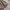 Colorbox Coquette Casual Mini skirt Wanita cream photo 3
