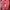 A Bathing Ape Streetwear Sneakers Pria pink photo 5