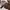Casual Trench coat Wanita brown photo 1