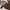 Casual Trench Coat Wanita Brown