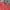 Polo Ralph Lauren Streetwear T-shirt Pria red photo 2