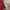 Dickies Luxury Hoody Pria red gray photo 5