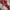 Dickies Luxury Hoody Pria red gray photo 4