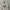 Vintage T-shirt Pria khaki photo 2
