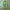 Y2K T-shirt Pria Green