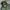 Alpha Industries Indie Casual Harrington Jacket Pria Green