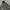 Alpha Industries Indie Casual Harrington jacket Pria green photo 7