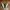 Vans Skater Futurist Sneakers Pria green black photo 5