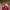 Vans Cosplay Futurist Sneakers Pria white red photo 6