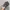 Realtree Y2K Grunge Hat Pria tan gray photo 2