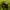 Adidas Sportswear Sweatshirt Pria green photo 5