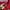 Dickies Streetwear Hoody Pria red photo 3