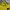 Stussy Casual Hoody Pria Yellow