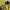 Stussy Casual Hoody Pria yellow photo 6