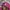 MLB Casual Hoody Pria pink photo 4