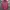 MLB Casual Hoody Pria pink photo 1