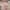 Fairy Coquette Nightgown Wanita pink photo 4