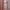 Fairy Coquette Nightgown Wanita pink photo 1
