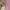 Japanese brand Luxury Minimalist Blouse Wanita pink photo 6
