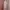 Cottagecore Coquette Nightgown Wanita Cream Pink