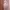 Cottagecore Coquette Nightgown Wanita White Cream