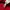 Lacoste Vintage Casual Polo shirt Pria red photo 7