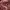 ADA Fashion Luxury Skirt Wanita burgundy pink photo 2