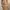 09WOMEN Vintage Evening dress Wanita brown photo 1