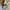 Playboy Vintage Harrington jacket Pria tan photo 6