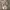Burberry Casual Hat Pria tan photo 1