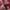 RIPVANWINKLE Streetwear Luxury Hoody Pria red photo 5