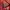 RIPVANWINKLE Streetwear Luxury Hoody Pria Red
