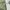 Batik Formal shirt Pria multicolor green photo 5