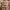 GU Sportswear Casual Puffer jacket Pria brown photo 2
