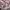 Japanese brand Coquette Casual Mini skirt Wanita multicolor pink photo 3