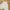 Casual Crop top Wanita white photo 1