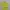 Yonex Sportswear Polo shirt Pria yellow photo 2